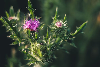 Close-up of purple flowering plants