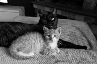 Portrait of kitten sitting at home