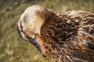 Close-up of bird