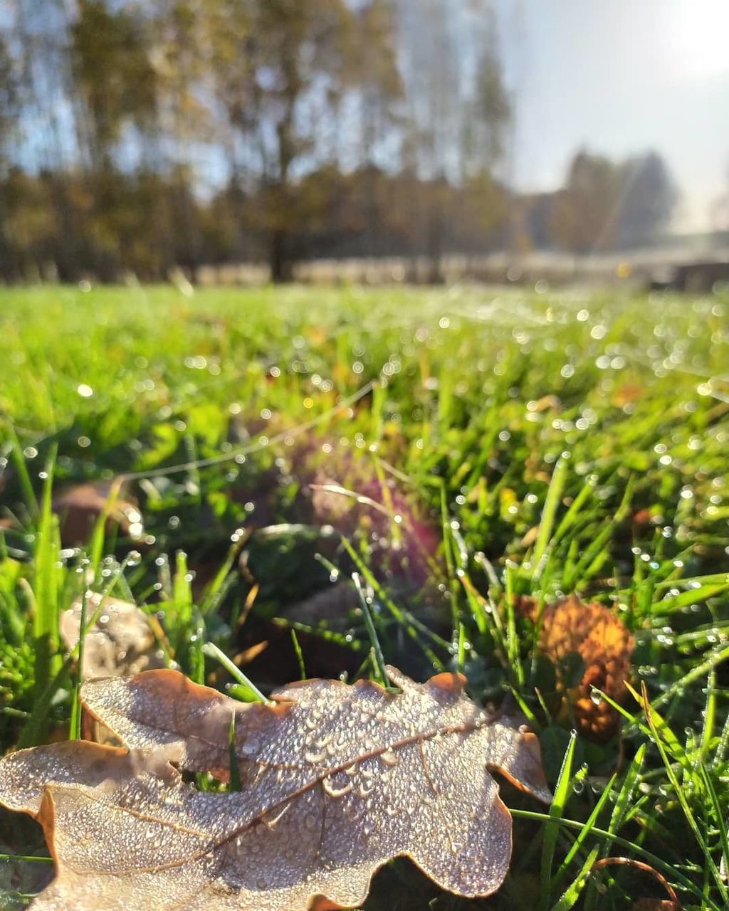 plant, nature, growth, focus on foreground, day, field, no people, green color, grass, land, one animal, animal, animal themes, close-up, outdoors, beauty in nature, animal wildlife, sunlight, animals in the wild, leaf