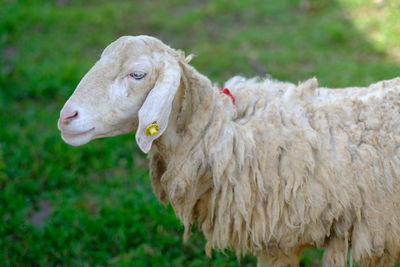 Close-up of a sheep on field