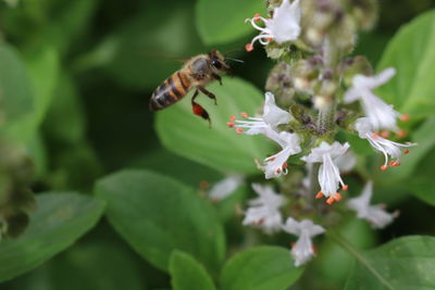 Close-up of bee by flowers