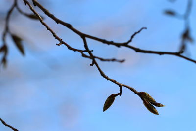 Low angle view of plant against sky