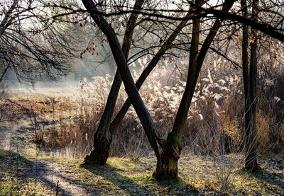 View of trees in forest