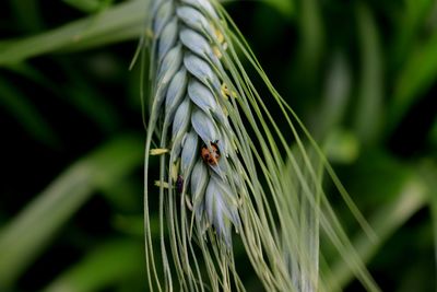 Close-up of ladybug on plant