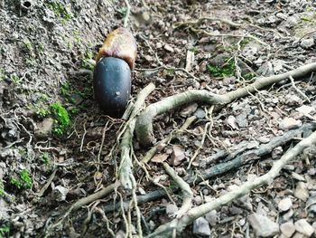 High angle view of shell on field