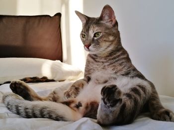 Cat resting on bed at home