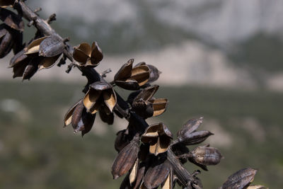 Close-up of wilted plant