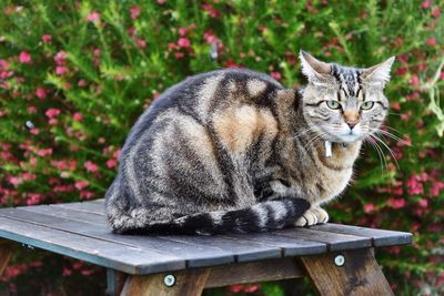 Portrait of a cat sitting on table