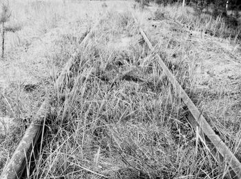 Plants growing on field