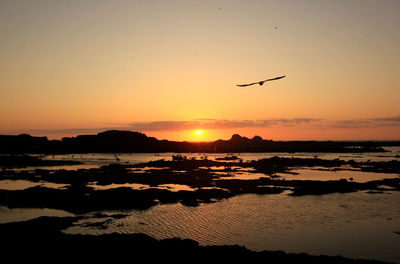 Silhouette birds flying over sea against sky during sunset