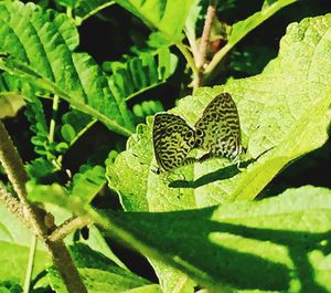 Close-up of butterfly on leaf