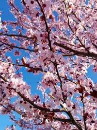 Low angle view of cherry blossoms in spring