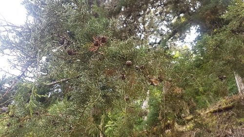 Low angle view of trees in forest against sky