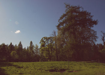 Trees on grassy field