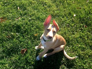 High angle view of dog on field