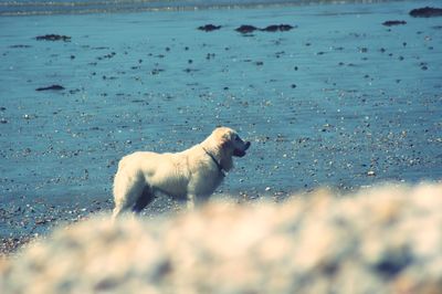 Dog on beach