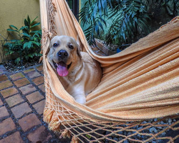 Portrait of dog relaxing on hammock