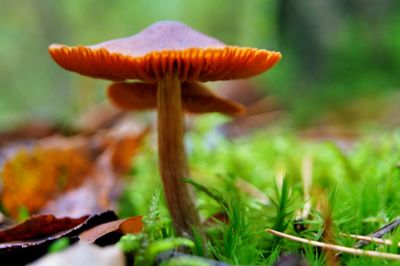 Close-up of mushroom growing in grass