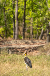 Bird perching on a field