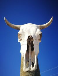 Low angle view of animal skull