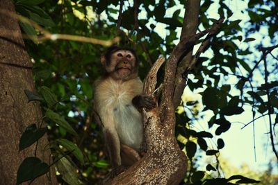 Low angle view of monkey on tree