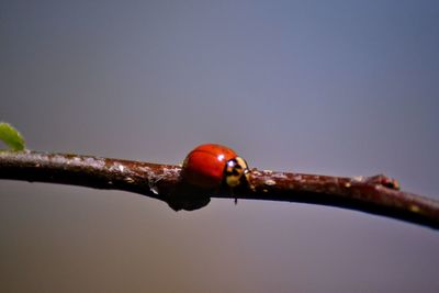 Close-up of wet twig on branch against sky