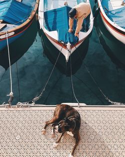 High angle view of dog on boat