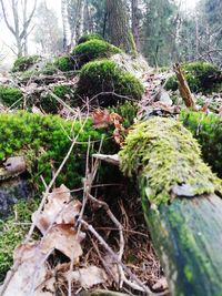 Close-up of moss growing on tree trunk