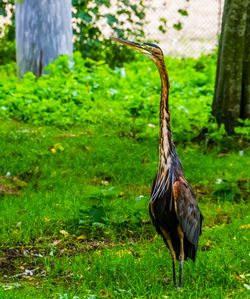 Close-up of a bird on field