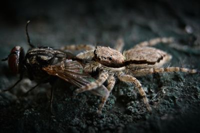 Close-up of spider hunting fly on rock