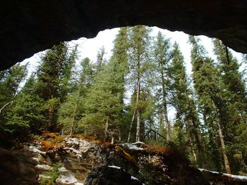 Low angle view of trees in forest