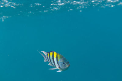 Close-up of fish swimming in sea