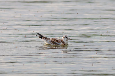 View of duck swimming in lake