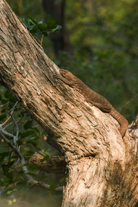 Close-up of tree trunk in forest