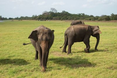 Elephants, minneriya, sri lanka