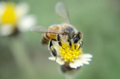 Close-up of bee pollinating on white flower