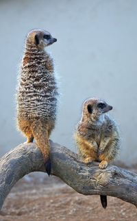 Meerkats on wood against wall
