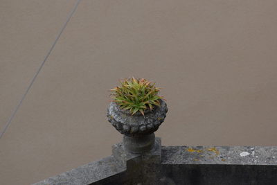 High angle view of small potted plant against wall