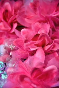 Close-up of pink flower