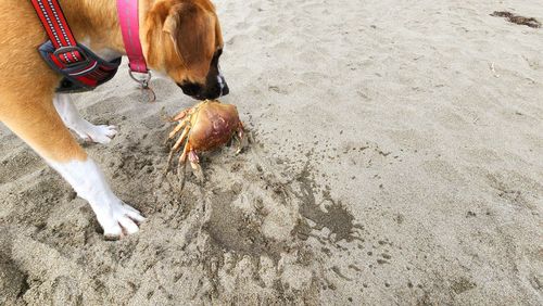 Dog on sand digging up crabs at thebeach