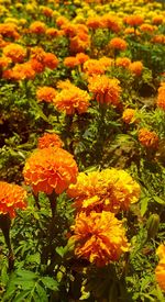 Close-up of marigold flowers blooming outdoors