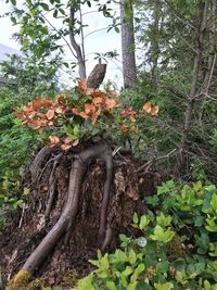 Plants growing on land in forest