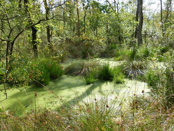 Scenic view of river in forest