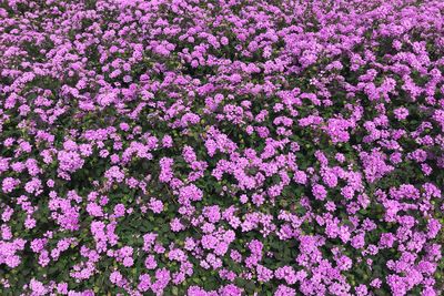 High angle view of pink flowering plants on field