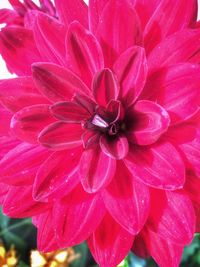 Close-up of pink flowers