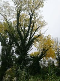 Low angle view of tree against sky