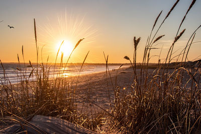 Scenic view of sunset over beach