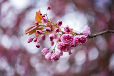 Close-up of pink flowers on branch