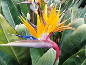 Close-up of flower